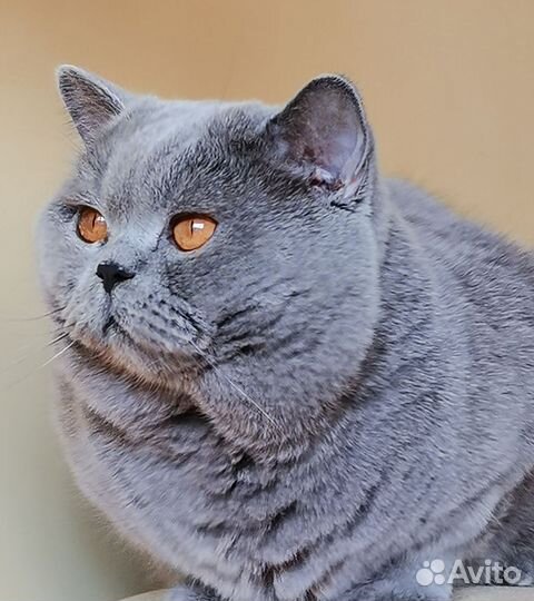 Британский кот. вязка