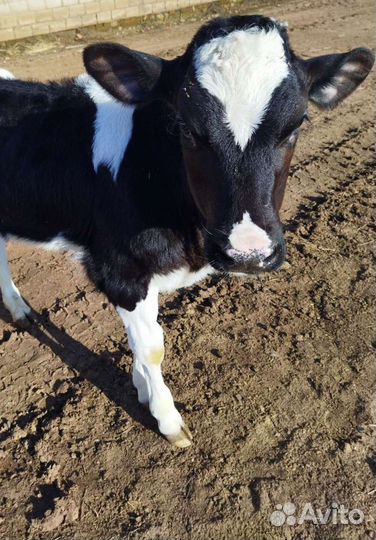 Телята (бычки, телки)