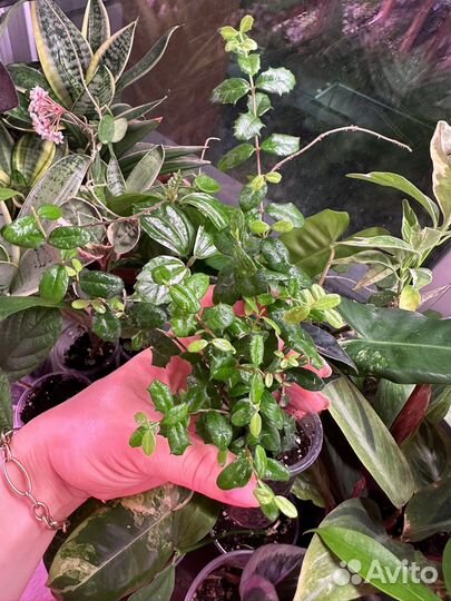 Комнатные растения часть 3