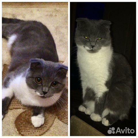 Шотландская вислоухая кошка бесплатно