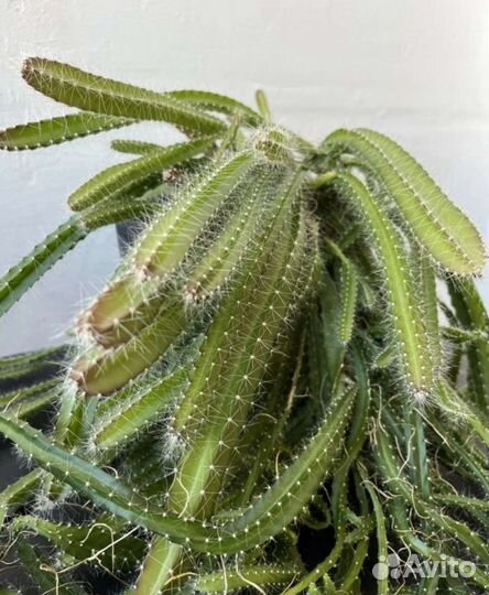 Питахайя (драконий фрукт)