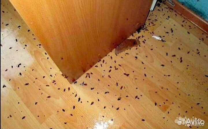 Уничтожение тараканов клопов мышей блох клещей