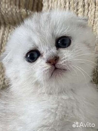 Шотландская