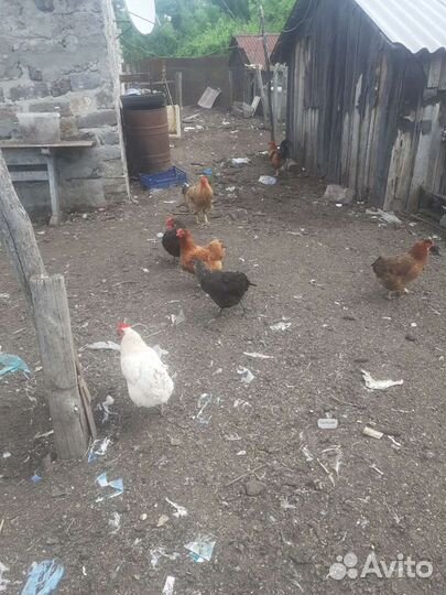 Куры несушки