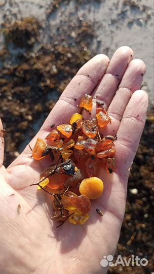 Куршская коса экскурсия, индивидуальная поездка