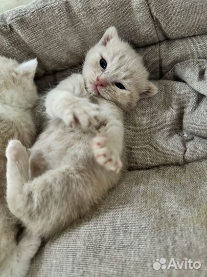 Британские котята