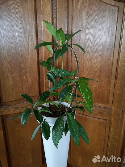 Хойи Взрослые. Пубикаликс