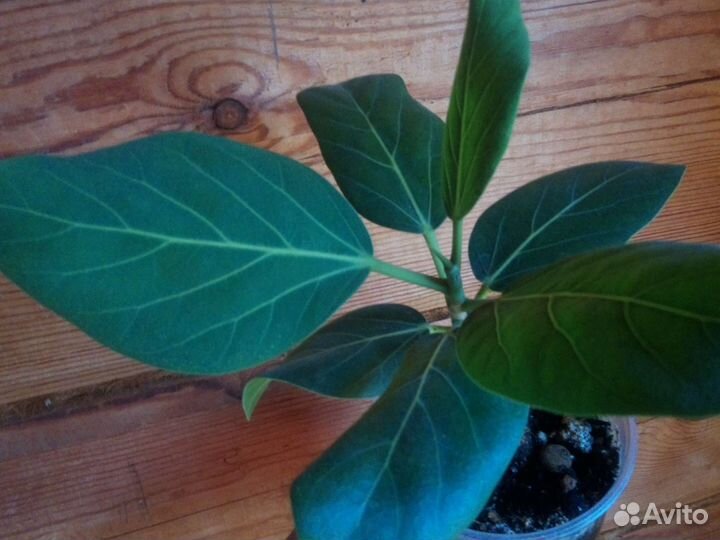 Фикус Мелани, Андре, Бенджамина