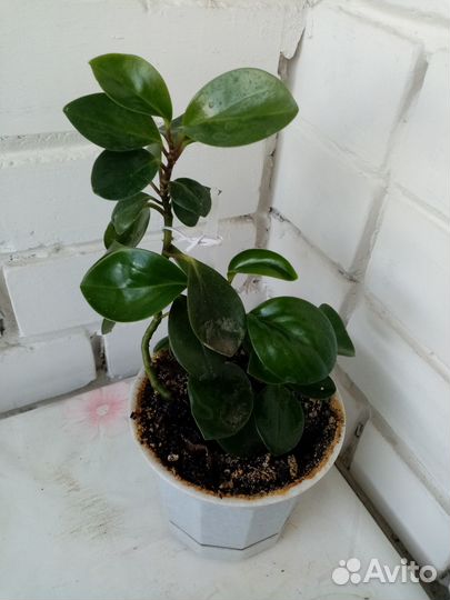 Продам цветы комнатные