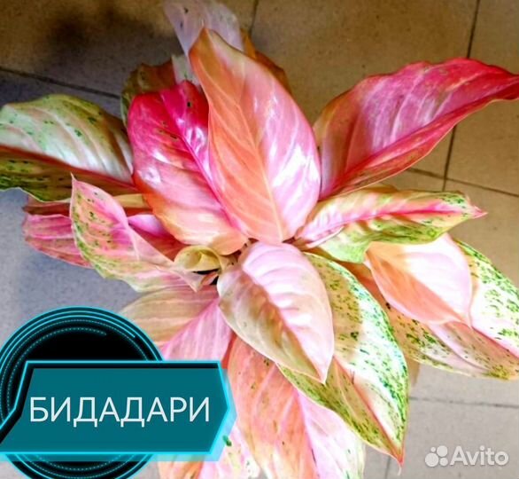 Комнатные разные