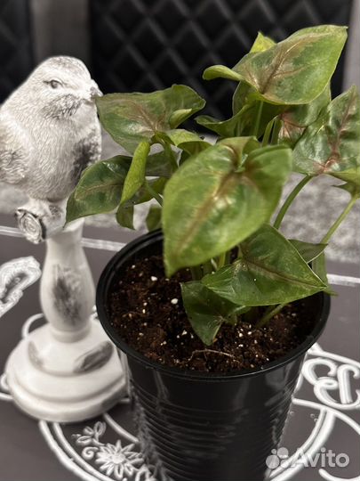 Комнатные растения, пеперомия, сингониум