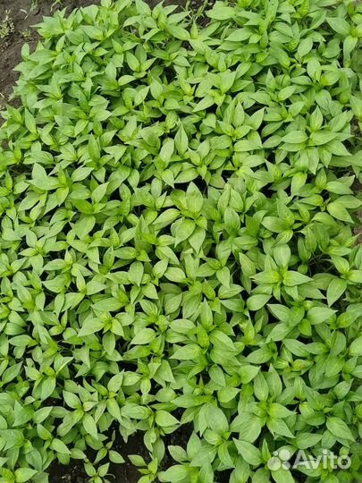 Рассада острого перца