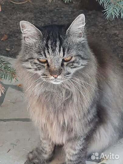 Кот ищет хорошую семью