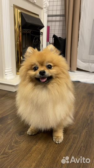 Померанский шпиц Вязка