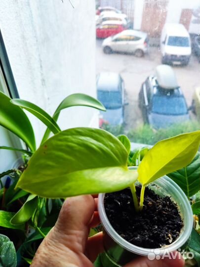 Эпипренум неон