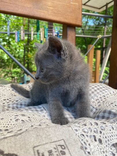 Котята бесплатно