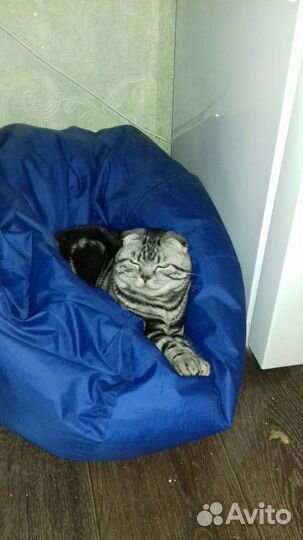 Кот для вязки