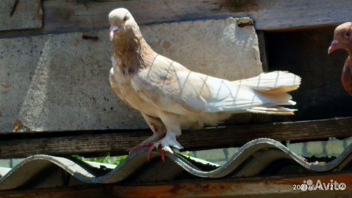 Бакинцы широкохвостые