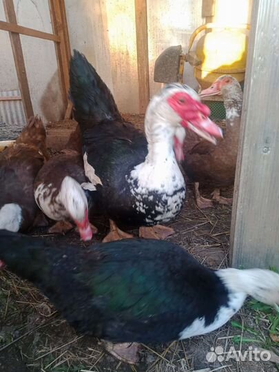 Утки шипуны