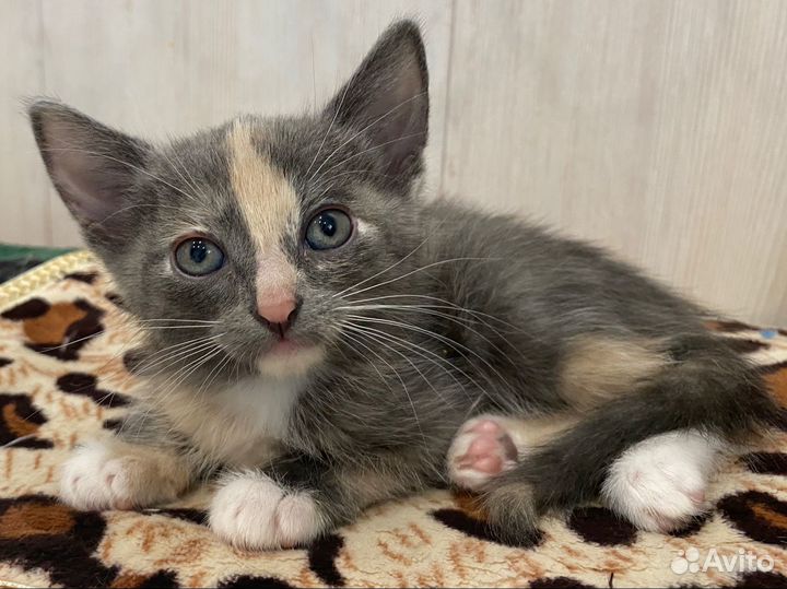 Отдам котят в добрые руки