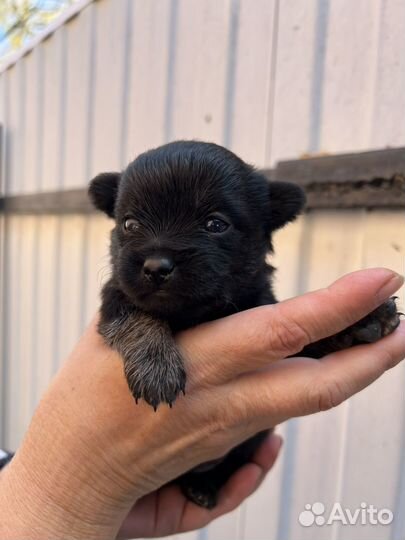 Щенки метисы Цвергшнауцера