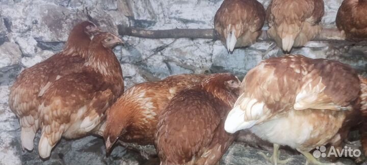 Куры молодки несушки домашние