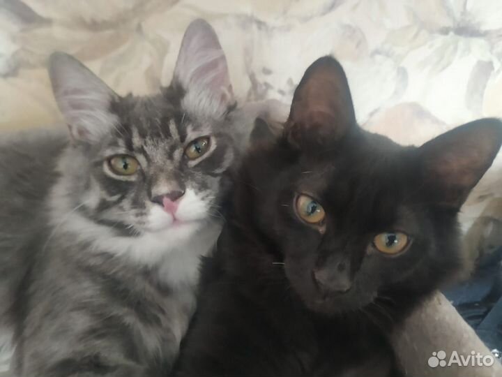 Продажа котят курильский бобтейл