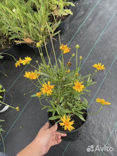 Многолетние цветы