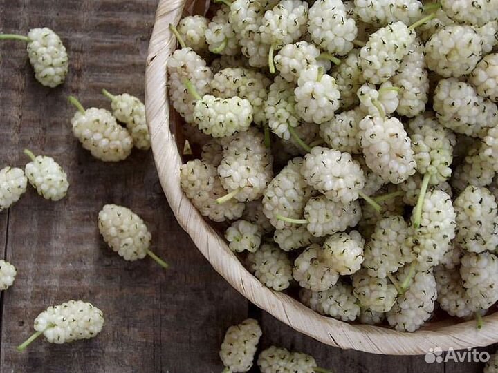 Саженцы шелковицы белой