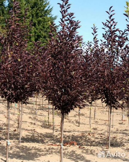 Черемуха пурпурная