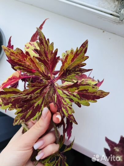 Комнатные цветы Колеус сортовой