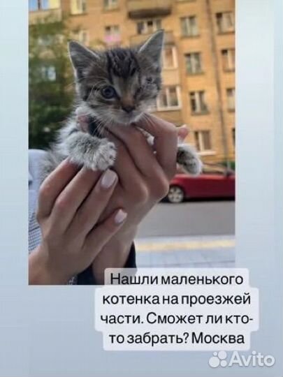 Котенок в добрые руки