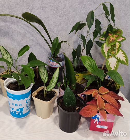 Комнатные цветы