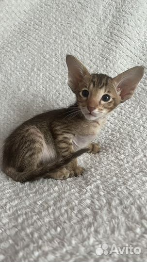 Ориентальные котята