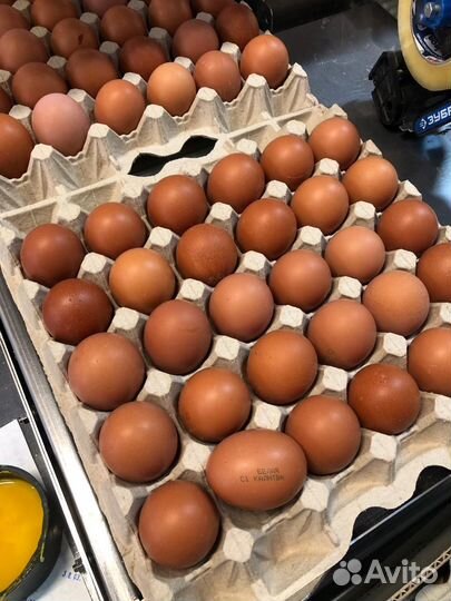 Яйцо куриное оптом с2
