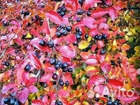 Арония черноплодная (черноплодная рябина)