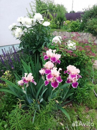 Ирисы бородатые белые Форзиция