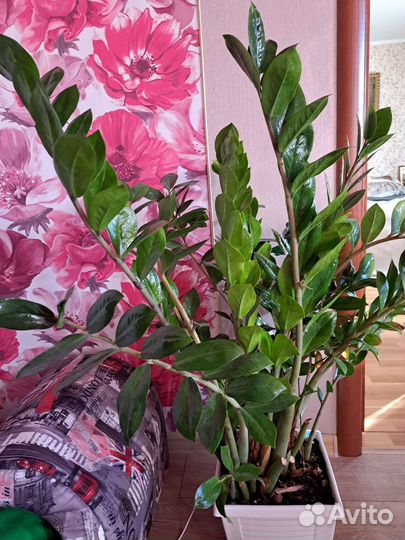 Замиокулькас