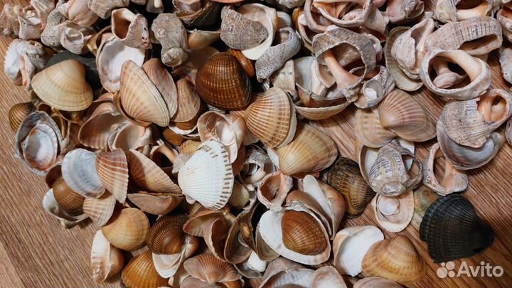 Морские ракушки пакетом
