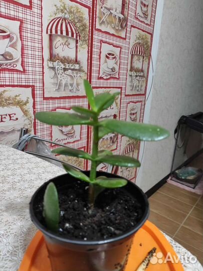 Денежное дерево, алоэ