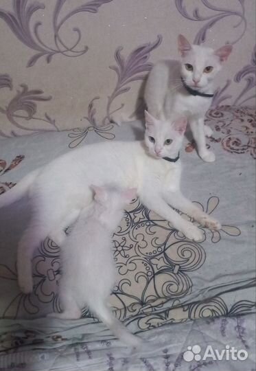 Кошечка в добрые руки бесплатно