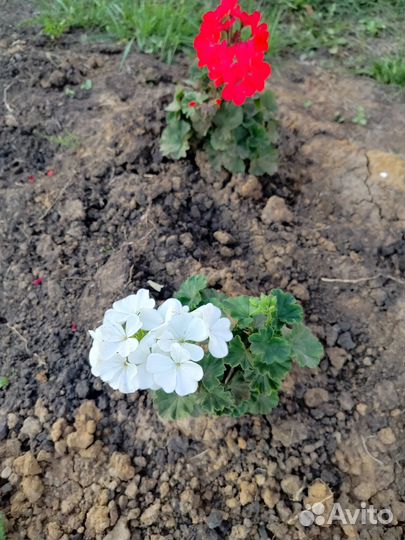 Пеларгония черенки как на фото пророщенные