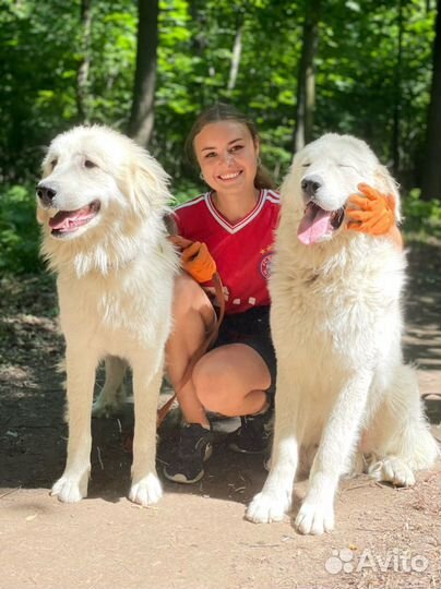 Кинолог & Дрессировка собак в Туле и области