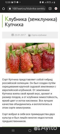 Клубника Азия, Елизавета 2 Купчиха