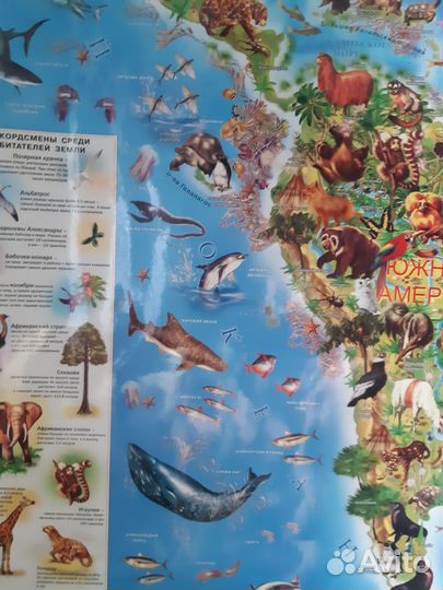 Карта мира животный и растительный мир