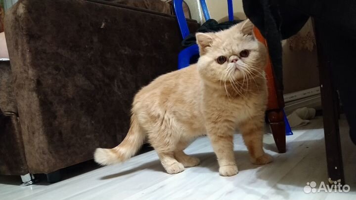 Вязка. Кот Экзот