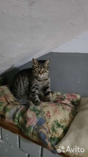 Кошечка в добрые руки