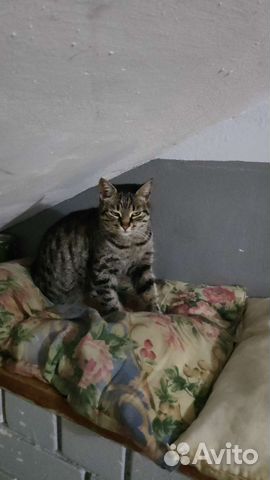 Кошечка в добрые руки
