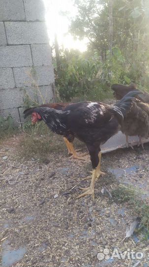 Бойцовая птица