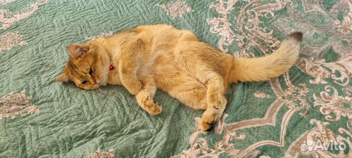 Британский кот вязка